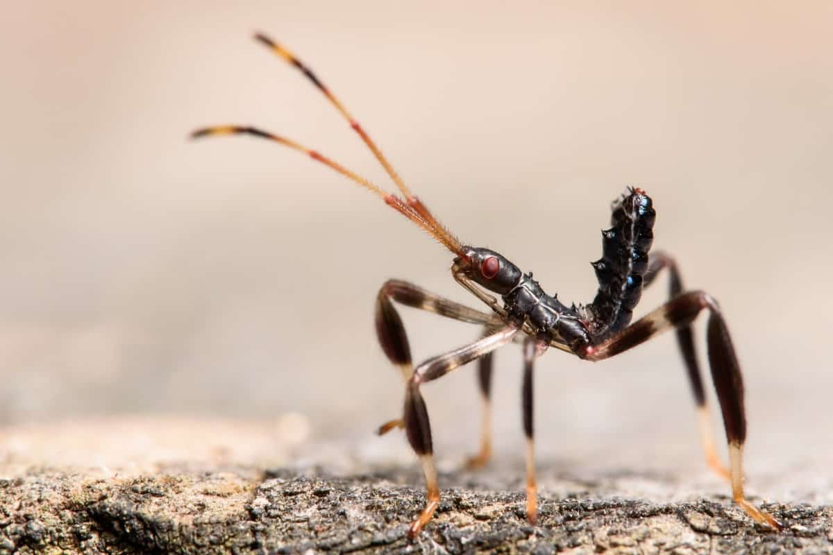 Are Leaf-Footed Bugs Harmful to Humans