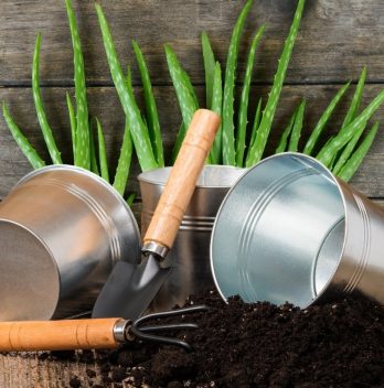 Best Potting Soil For Aloe Plants