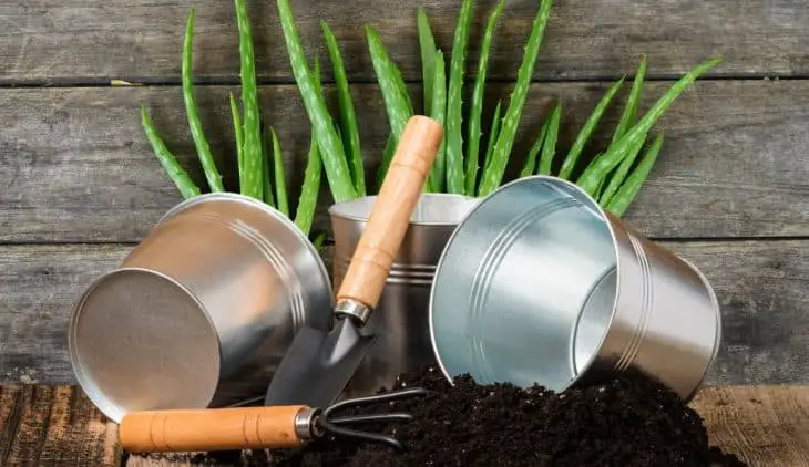 Best Potting Soil For Aloe Plants