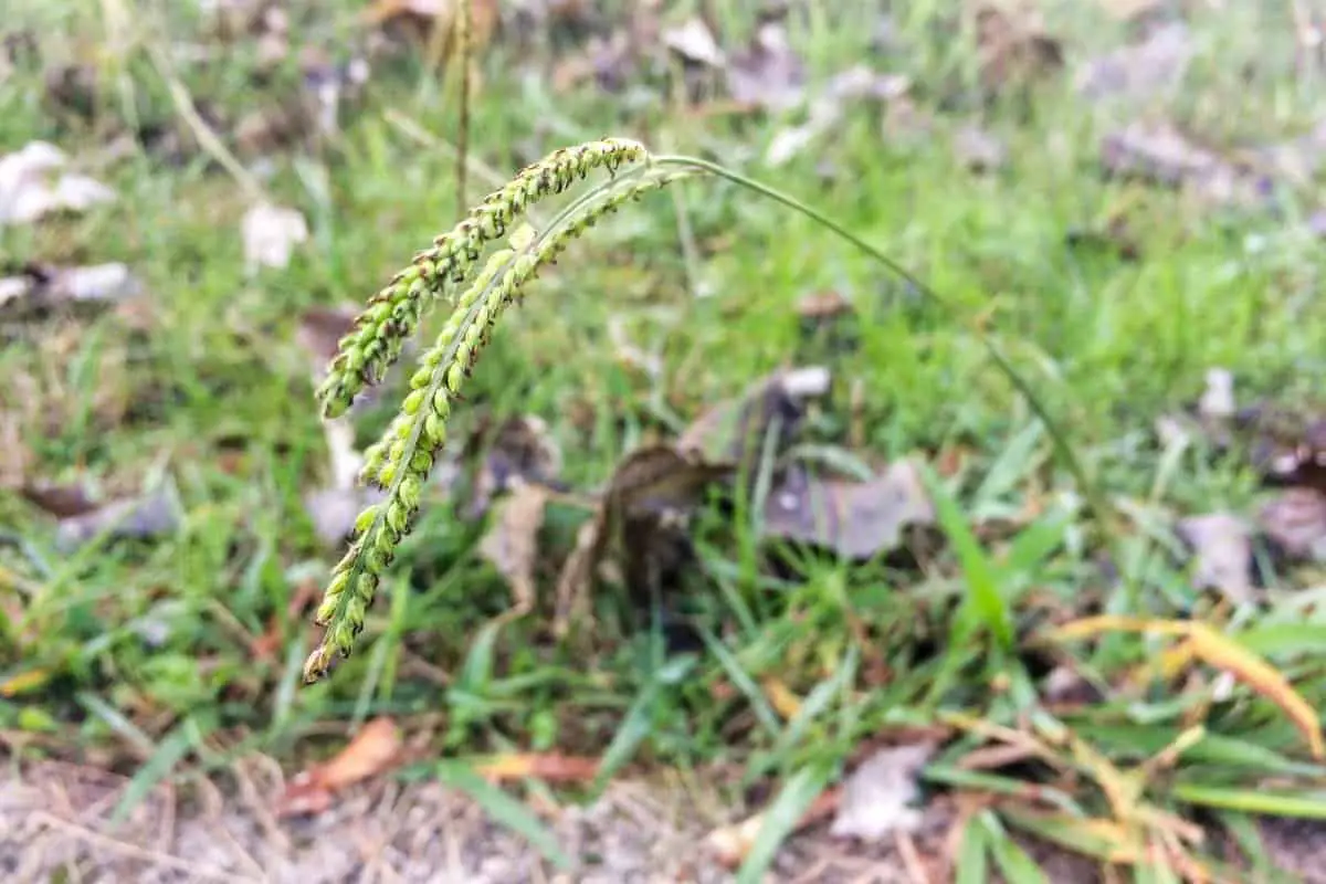How To Get Rid Of Dallisgrass- Easy Methods