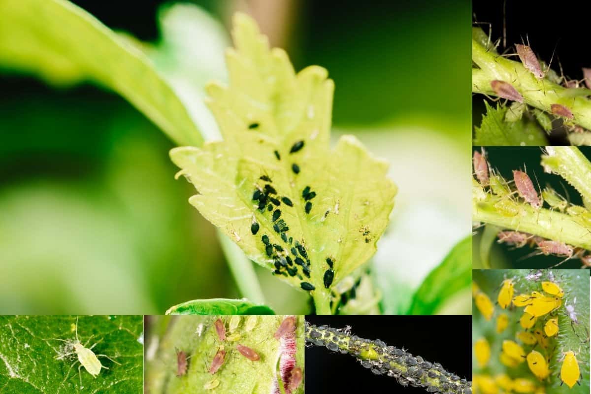 How to Get Rid of Aphids- Best Natural Methods