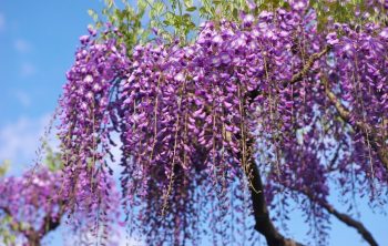How to Get Rid of Wisteria Roots from your Yard