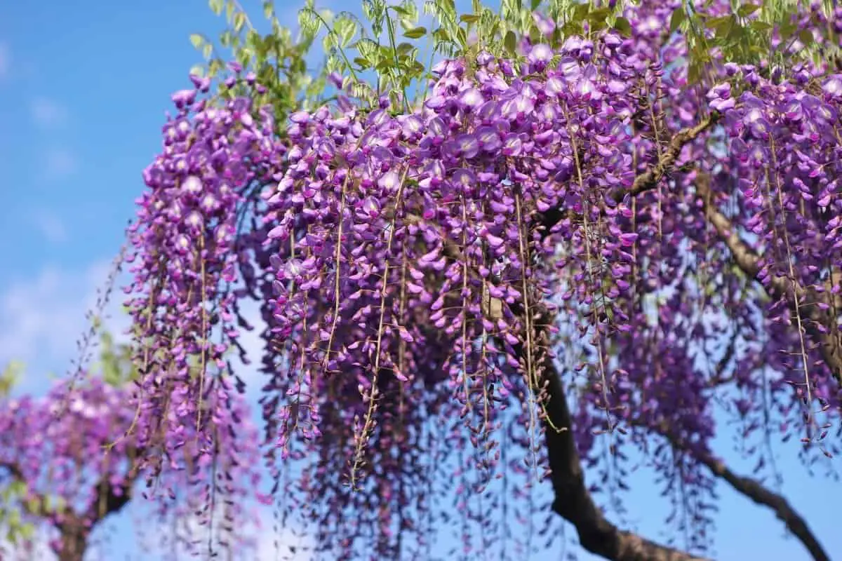 How to Get Rid of Wisteria Roots from your Yard