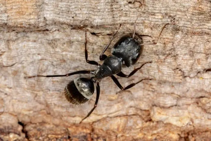 Identify Carpenter Ants Activities in Trees