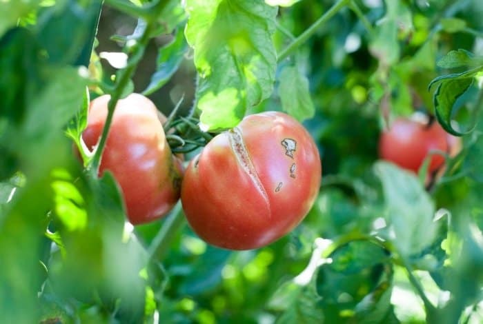 Reasons Why Tomatoes Split on The Vine