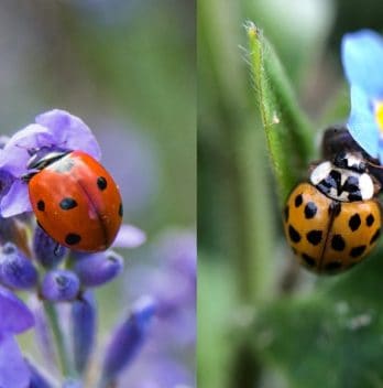 The Differences between ladybug vs Asian beetle