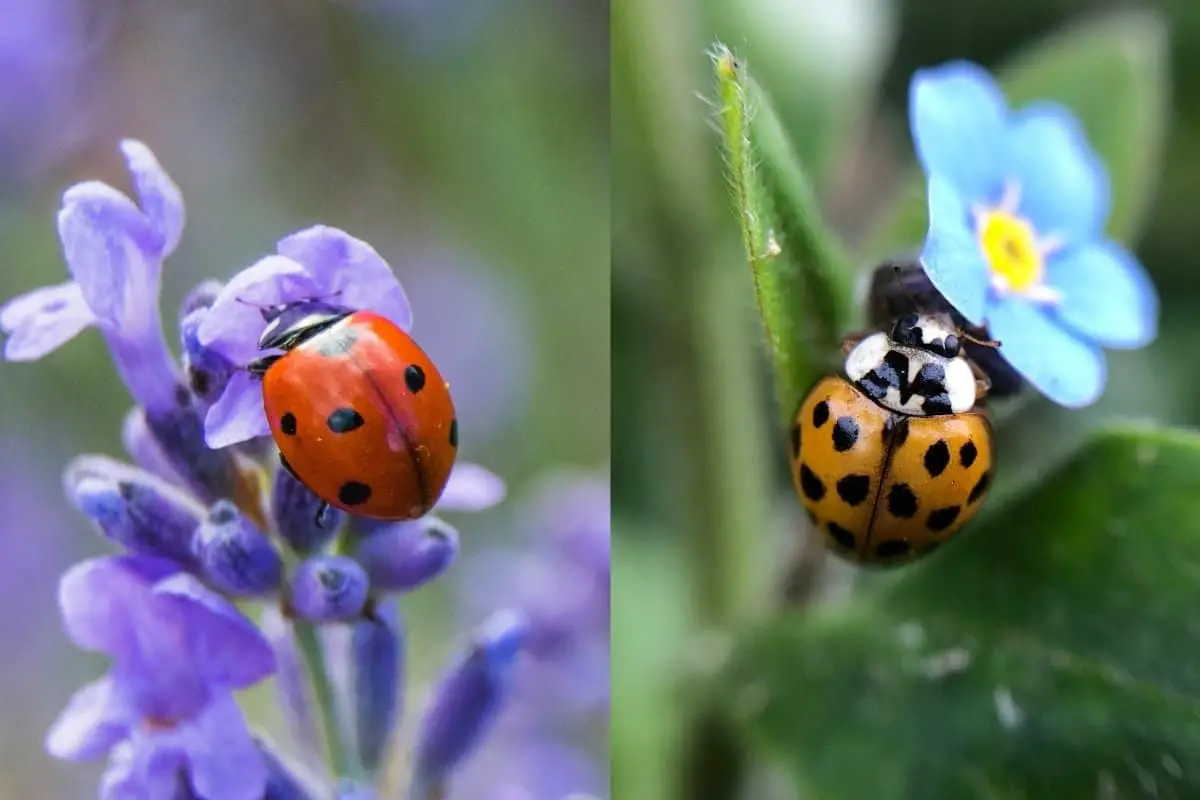 The Differences between ladybug vs Asian beetle