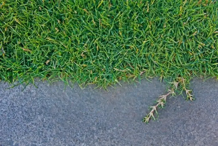 Tips on How to Getting Rid of Dallisgrass