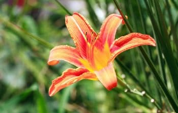 What are Seeds in Lily Bloom Like and How to Harvest them
