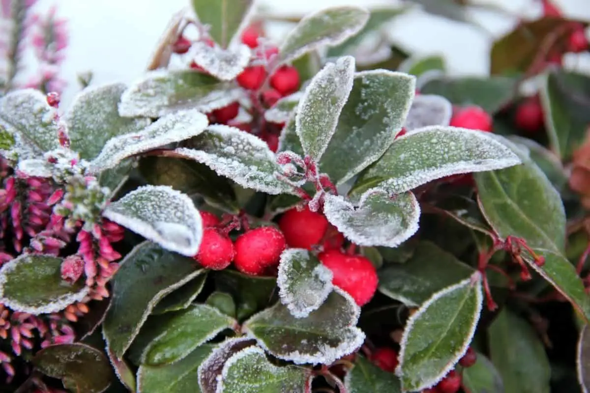 At What Temperature Does Frost Occur on Plants