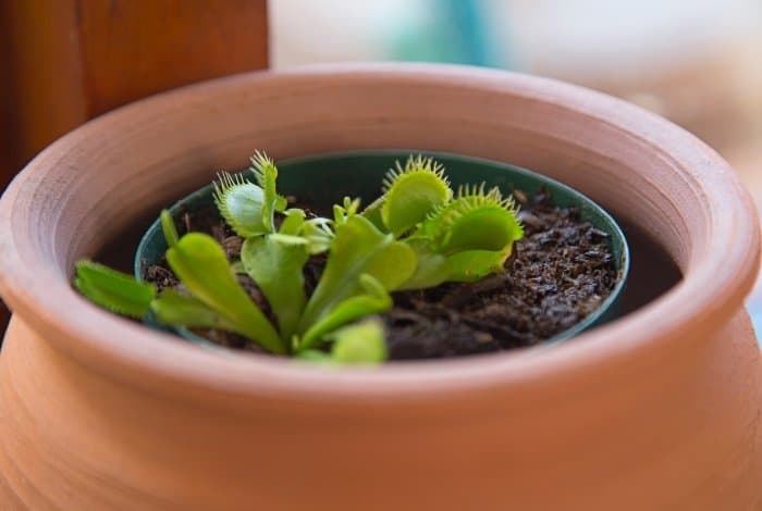 Caring for a Venus Fly Trap