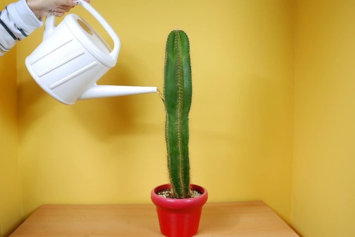 How Often Should You Water a Cactus