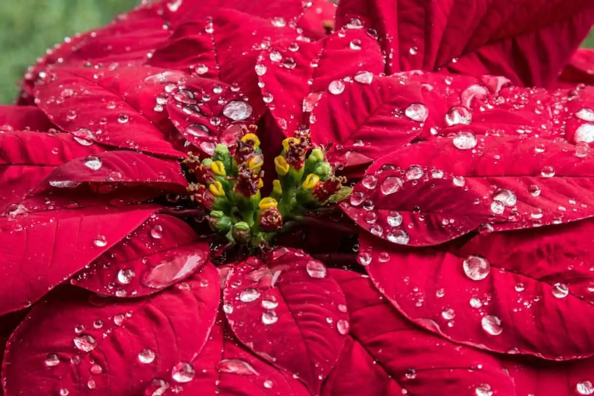 How Much Do You Water a Poinsettia 