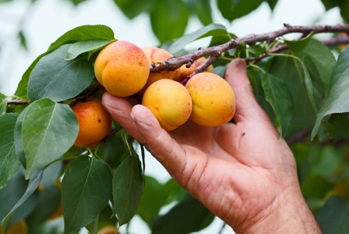 Know When Peach Trees Bear Fruit