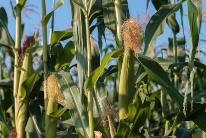 how to know when sweet corn is ready to pick