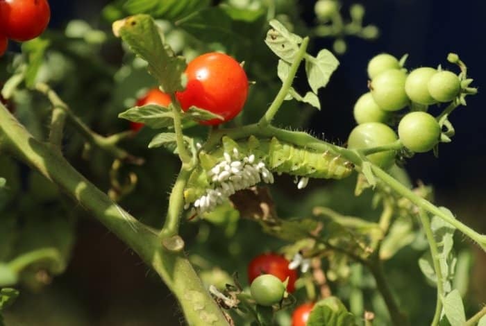Tomato Hornworm Elimination
