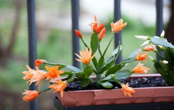 Types Of Christmas Cactus