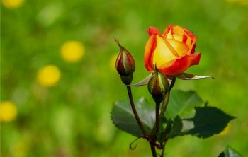 When Is The Best Time To Transplant Roses