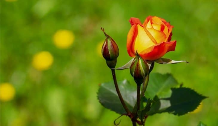 When Is The Best Time To Transplant Roses