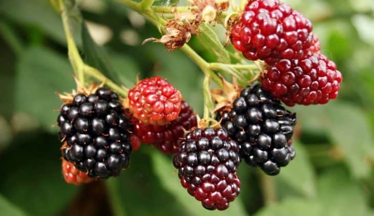When To Plant Blackberry Bush