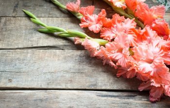 When To Plant Gladiolus