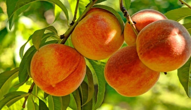 When do Peach Trees Bear Fruit