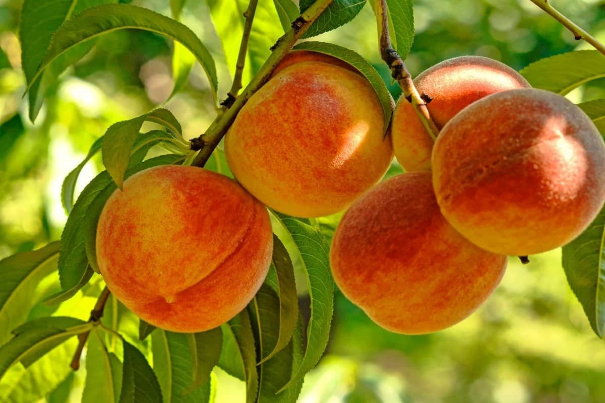 Vai jums ir nepieciešami divi persiku koki augļiem