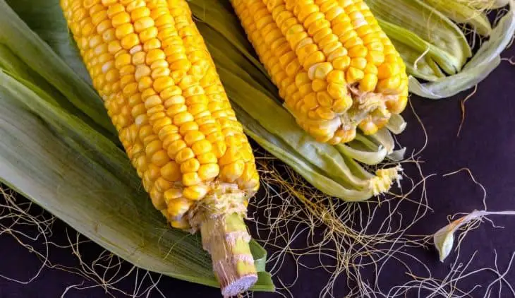 When is Sweet Corn Ready to Pick