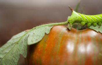 Where Does Tomato Hornworm Come From