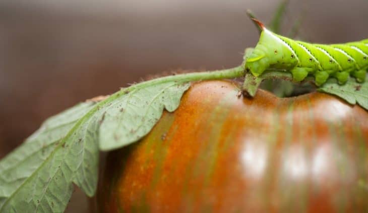 Where Does Tomato Hornworm Come From