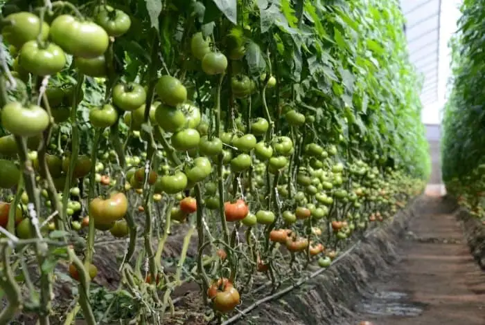 A Guide on How Far Apart to Plant Tomatoes