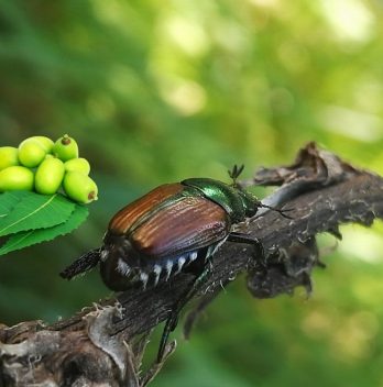 Does Neem Oil Kill Japanese Beetles
