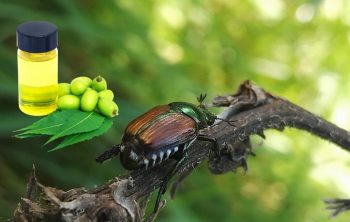 Does Neem Oil Kill Japanese Beetles