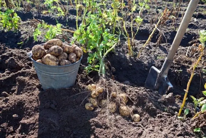 Harvesting Ready Kennebec Potatoes