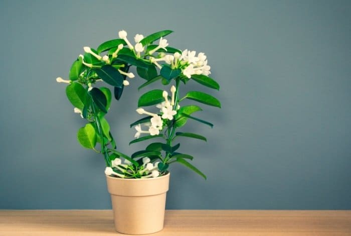 Here are Different Types of Indoor Jasmine Plants