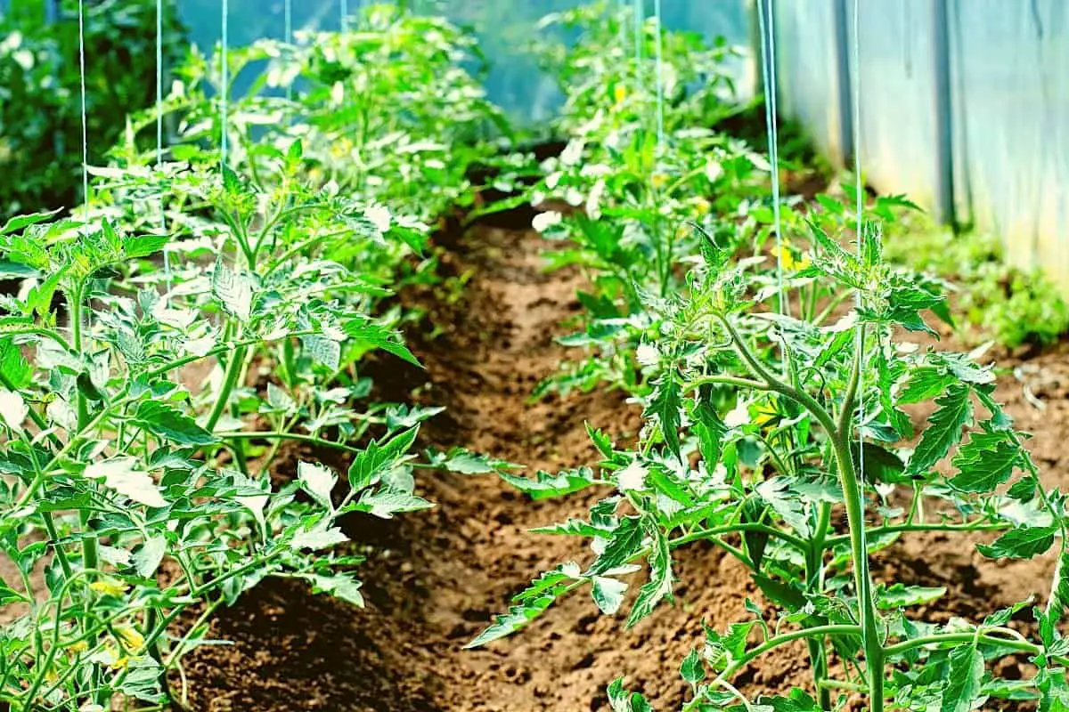 How Far Apart to Plant Tomatoes – A Clear Guide