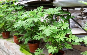 How to Care for Citronella Plant