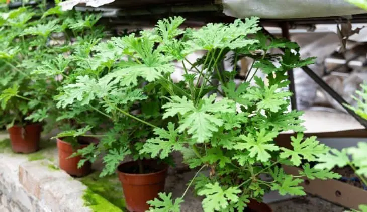 How to Care for Citronella Plant