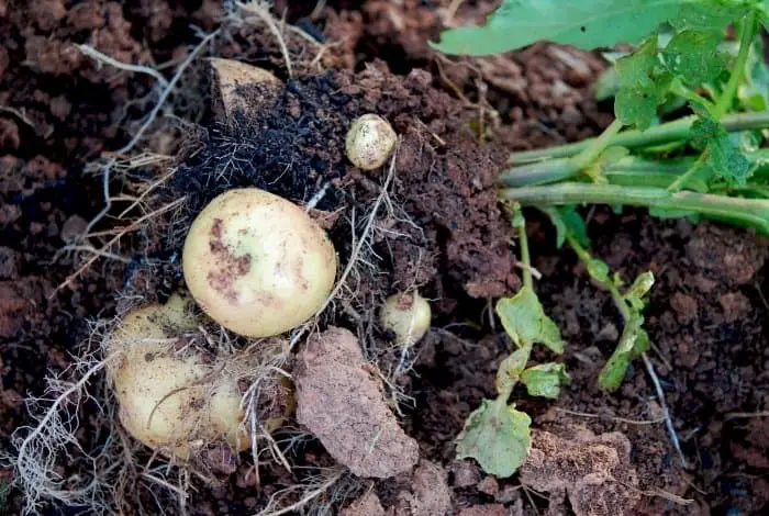 How to Grow German Butterball Potatoes