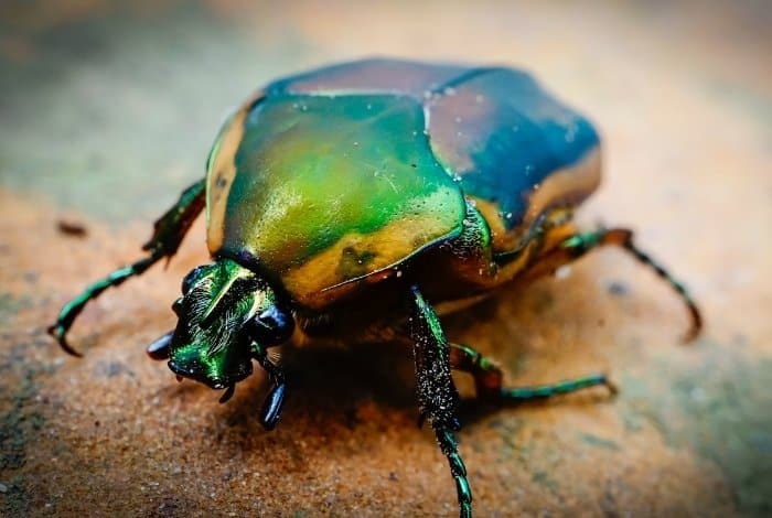 What are Japanese Beetles