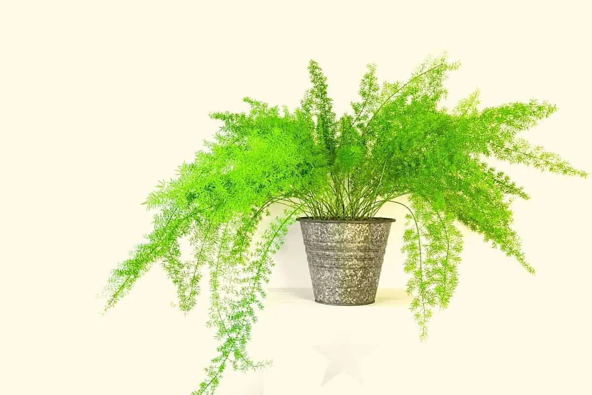 Aspargus Fern Indoor Plant Care - Um Guia Completo
