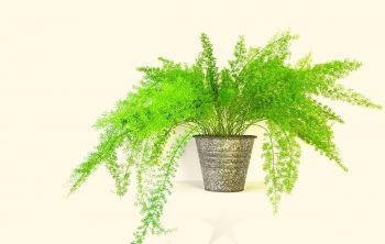 Asparagus Fern Indoor Plant Care – A Complete Guide
