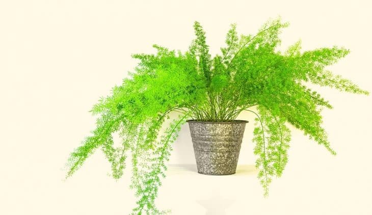 Asparagus Fern Indoor Plant Care – A Complete Guide