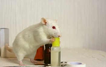 Best Rat Poison That Won't Harm Other Animals