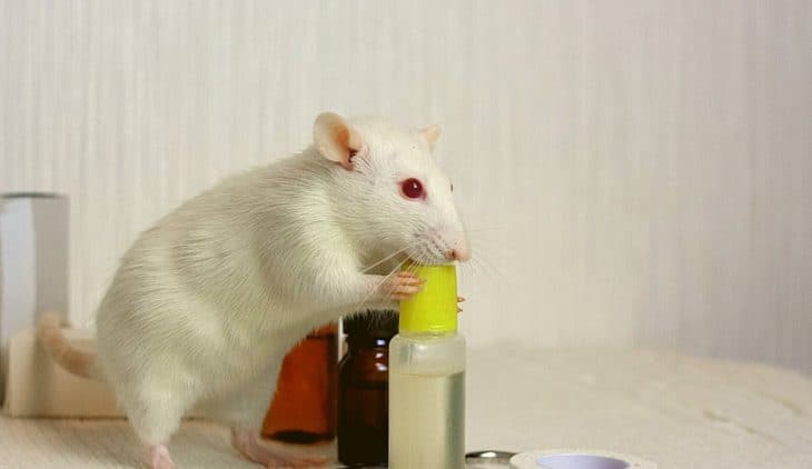 Best Rat Poison That Won't Harm Other Animals