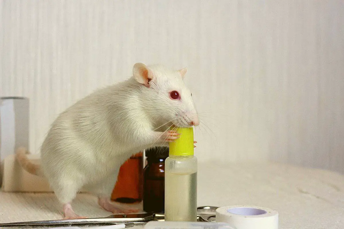 Rat Poison Pellets Non-Toxic Mouse Killer Humanely Kill Rats Safe For Pets 