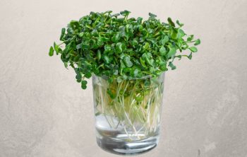Growing Micro-Greens Without Soil