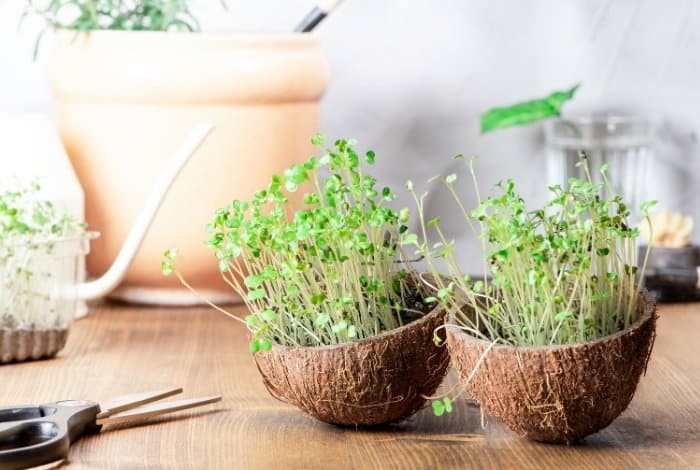 Growing Micro-Greens Without Soil - What you will need - Growing Medium