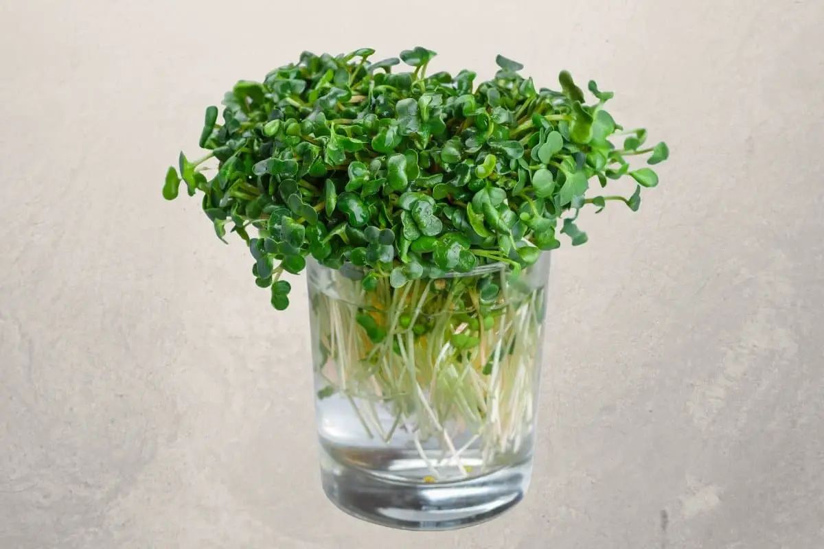 grow microgreens without soil