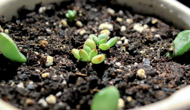 How To Save A Rotting Succulent – A Practical Guide